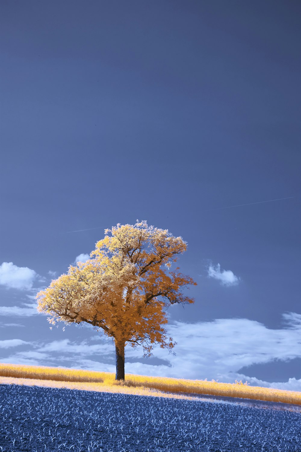 a lone tree in a field with a blue sky in the background