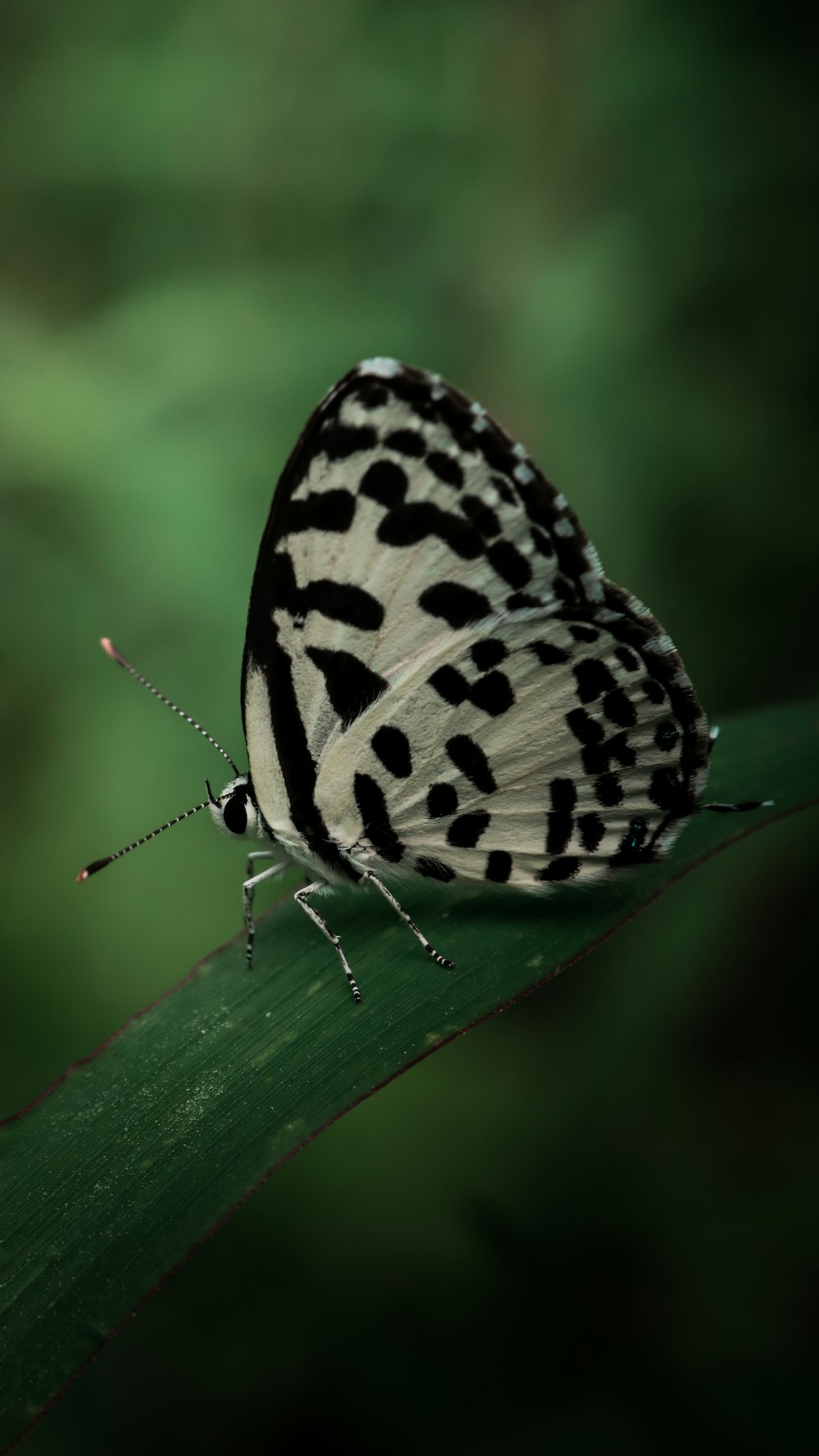 a black and white butterfly sitting on a green leaf