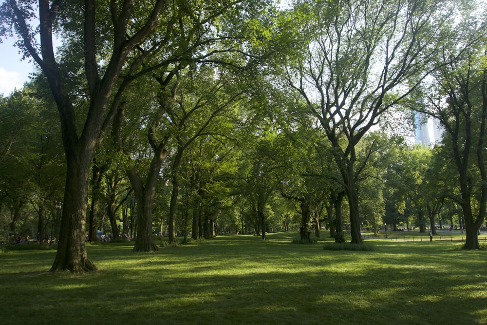 Un parc rempli de beaucoup d’arbres et d’herbe verte