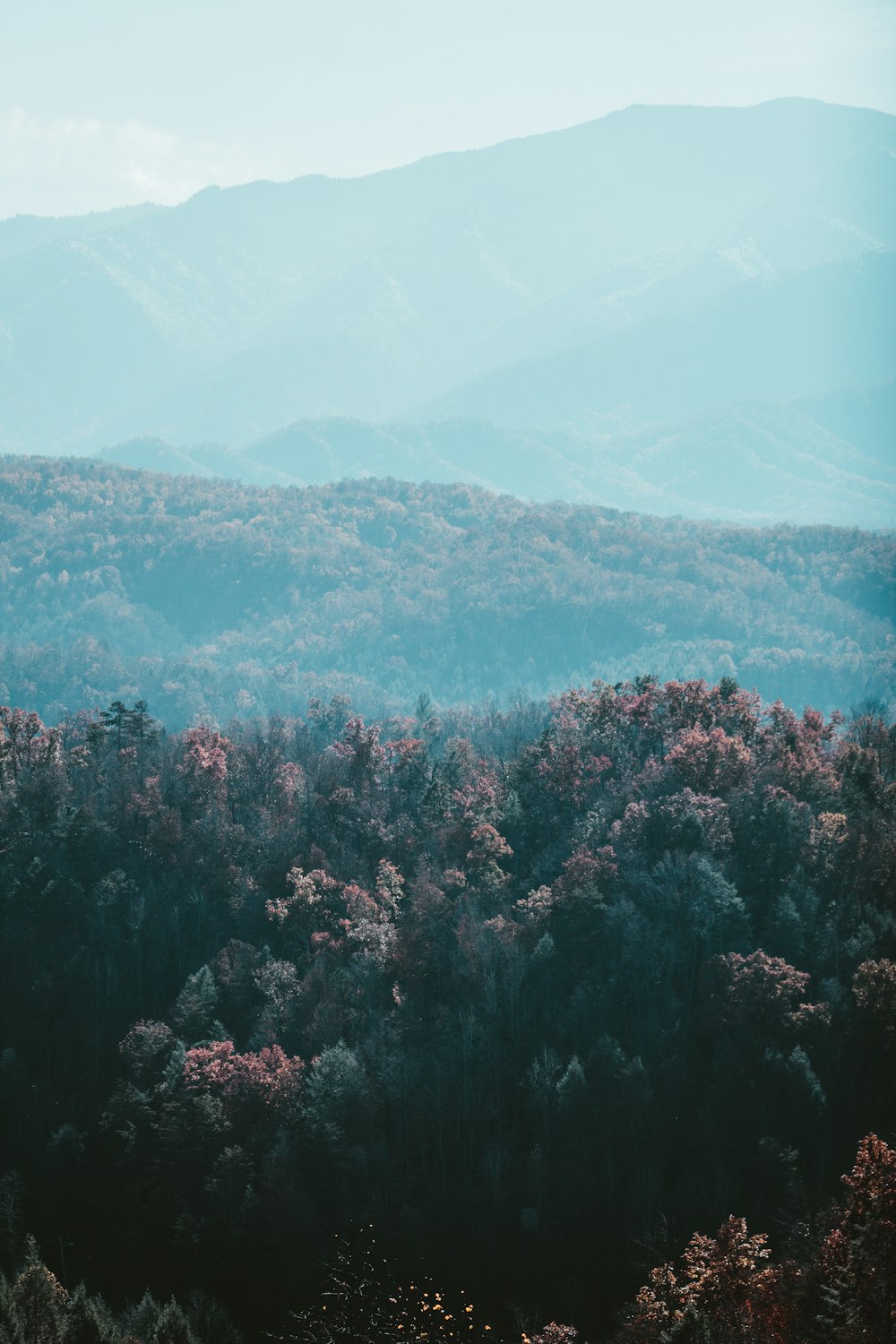 a view of a forest with mountains in the background