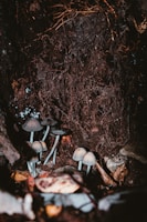 Cluster of mushrooms growing on the forest floor surrounded by soil, roots, and decomposing leaves, with the dark and earthy environment suggesting a damp, natural habitat.