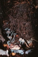 Cluster of mushrooms growing on the forest floor surrounded by soil, roots, and decomposing leaves, with the dark and earthy environment suggesting a damp, natural habitat.