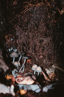 Cluster of mushrooms growing on the forest floor surrounded by soil, roots, and decomposing leaves, with the dark and earthy environment suggesting a damp, natural habitat.