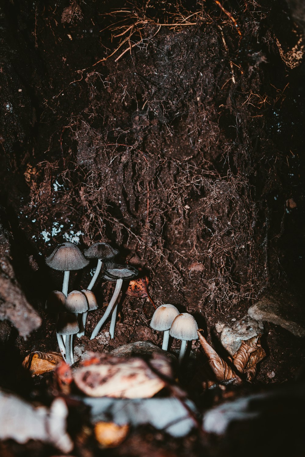 un groupe de champignons poussant hors du sol