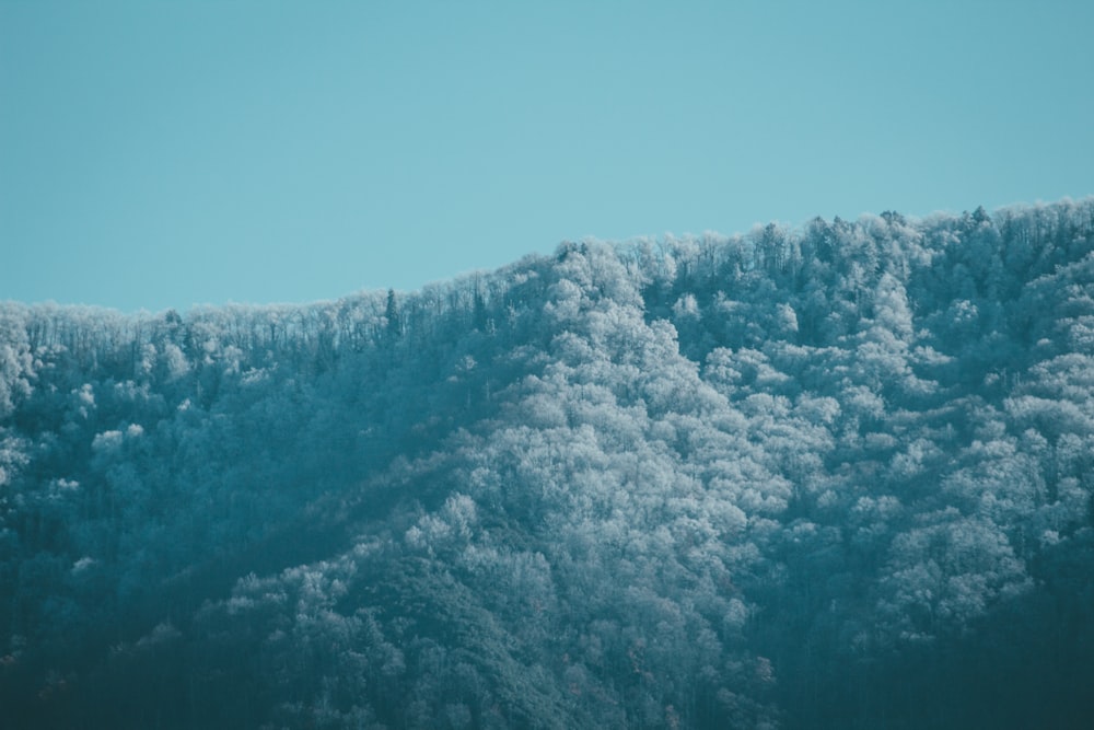 a mountain covered in trees under a blue sky