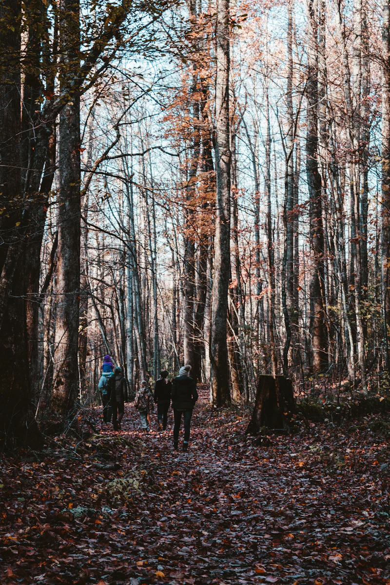 Hikers walk a trail through a protected mountain forest.