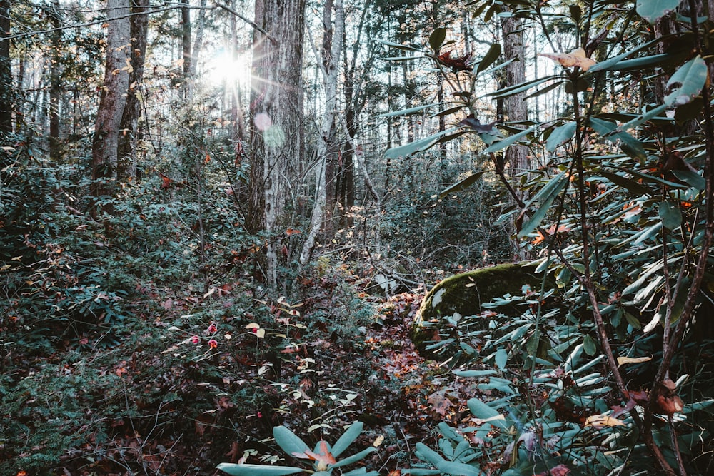 Le soleil brille à travers les arbres de la forêt