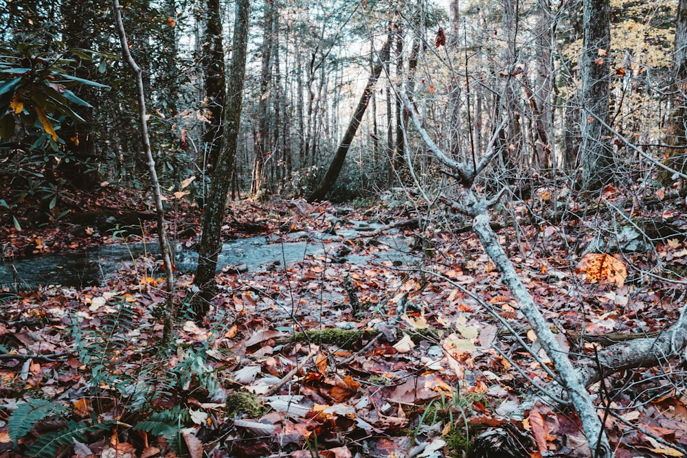 a forest filled with lots of trees and leaves