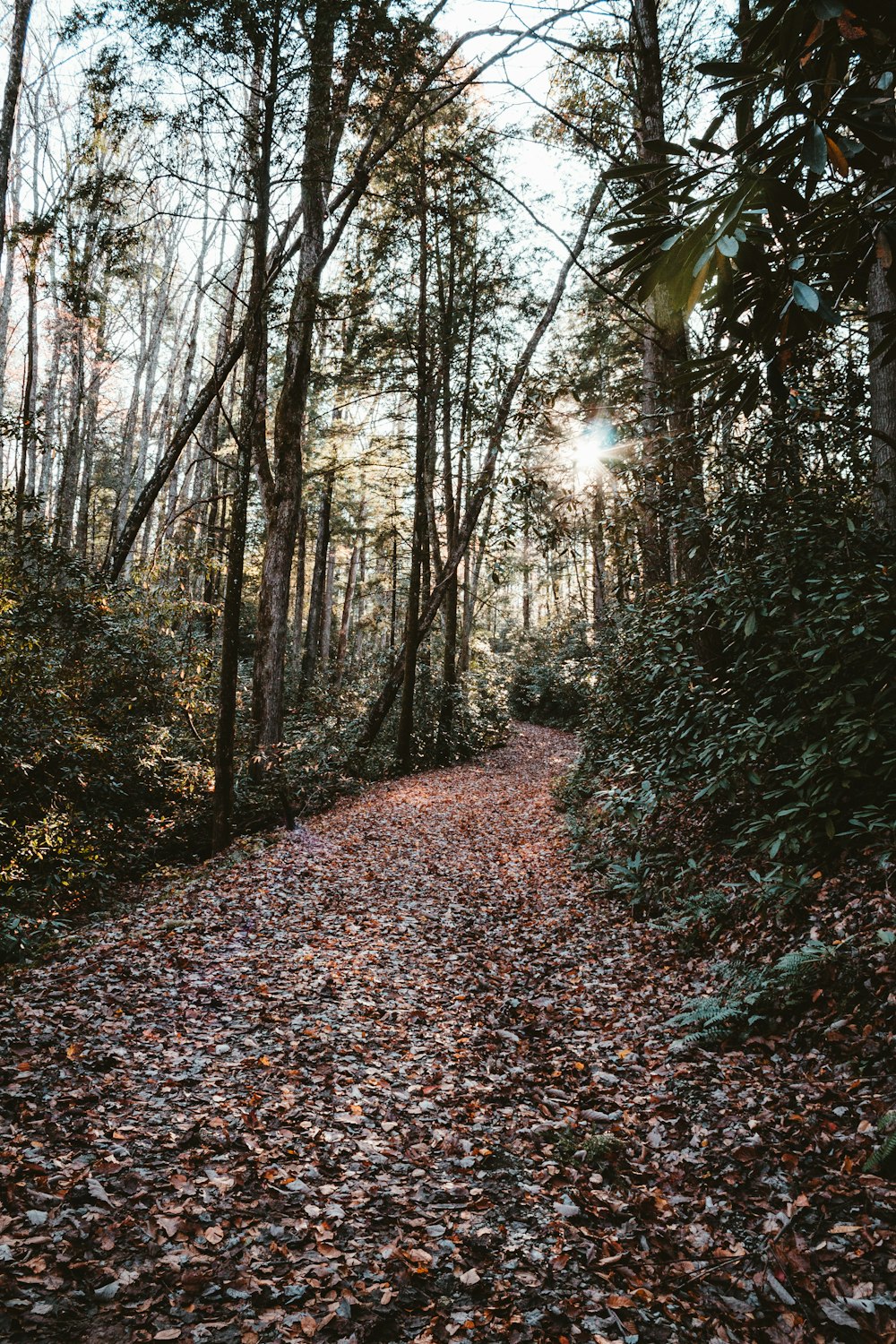 a path in the woods with leaves on the ground