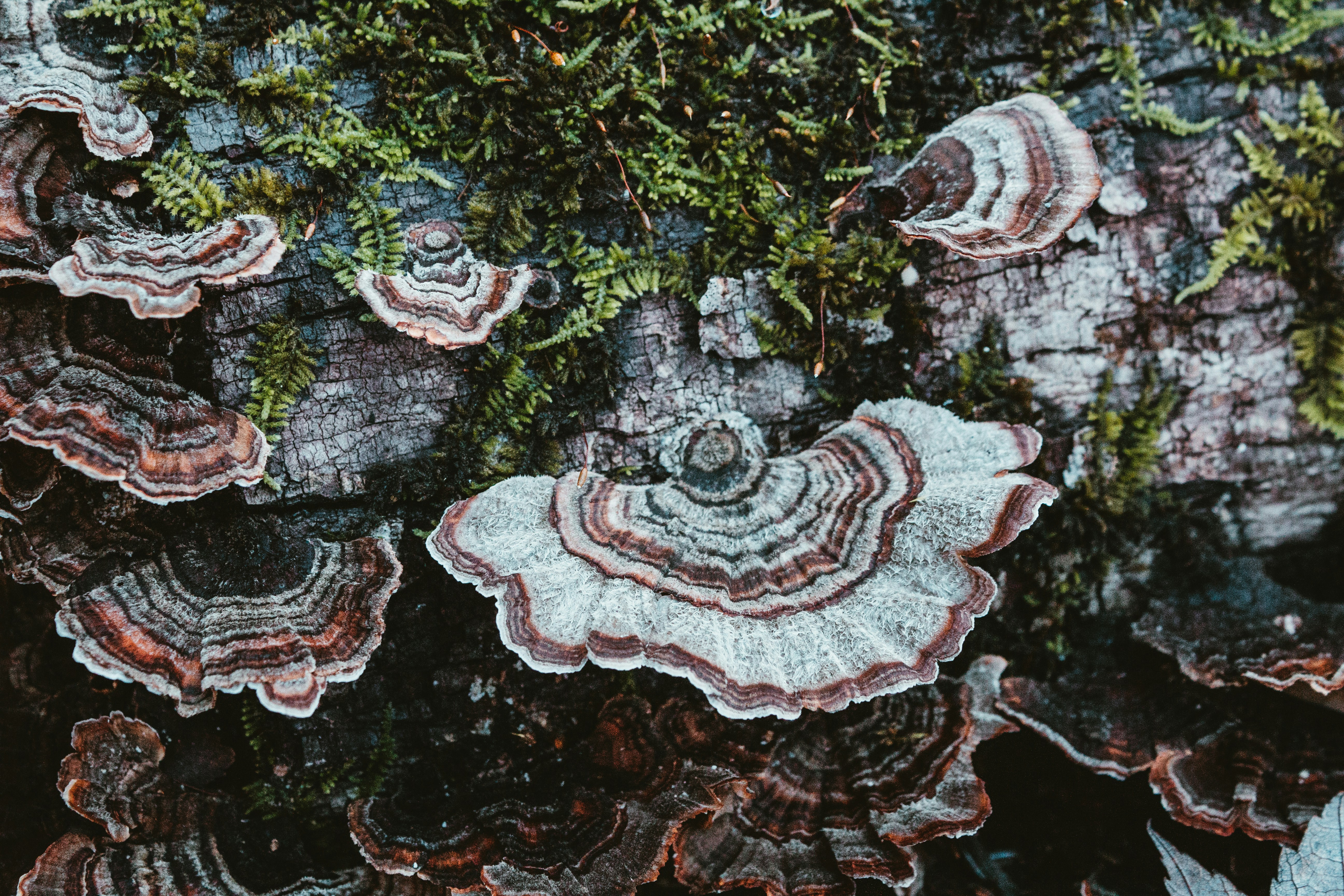 A watercolor painting depicting a vibrant mudflat ecosystem in Taiwan, with various crabs, mudskippers, and sparse mangrove trees under a warm, sunny sky.