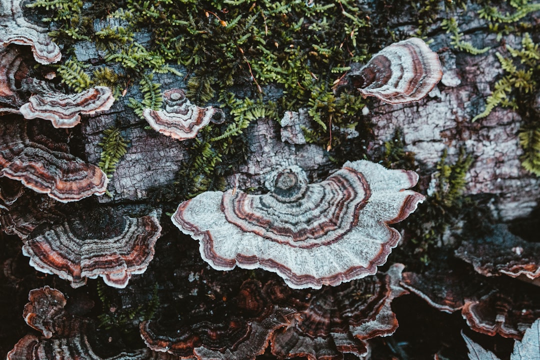 A watercolor painting depicting a vibrant mudflat ecosystem in Taiwan, with various crabs, mudskippers, and sparse mangrove trees under a warm, sunny sky.