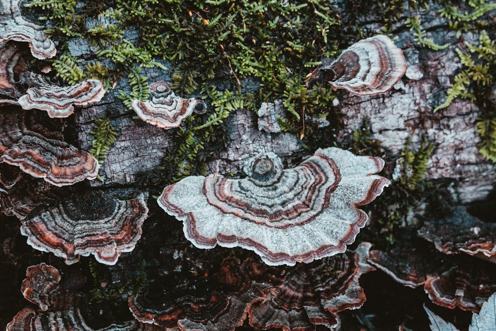 a group of mushrooms growing on a tree