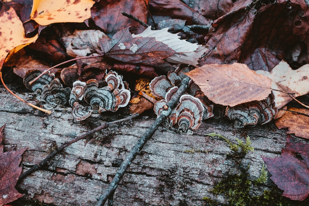 a group of mushrooms sitting on top of a log