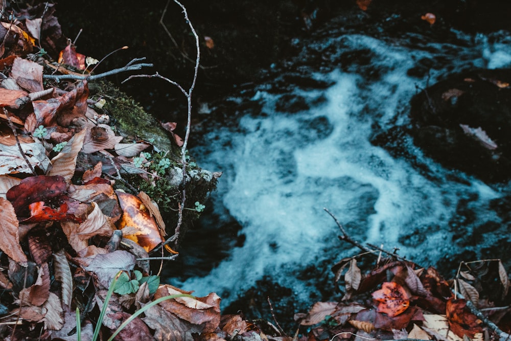 a stream running through a forest filled with leaves