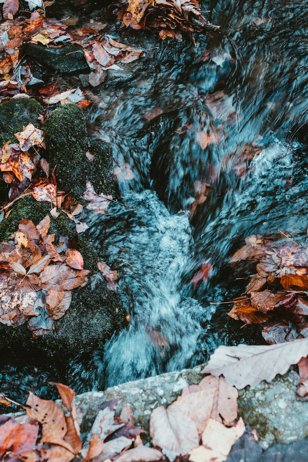 um riacho de água cercado por folhas e rochas