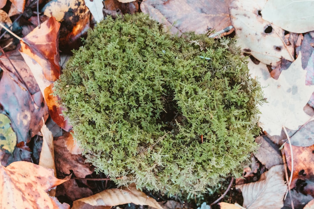 a green moss growing on the ground surrounded by leaves
