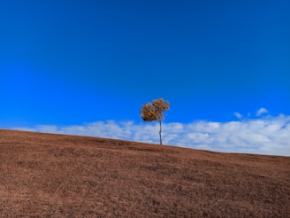 a lone tree on a hill with a blue sky in the background