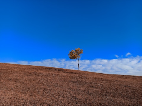 a lone tree on a hill with a blue sky in the background