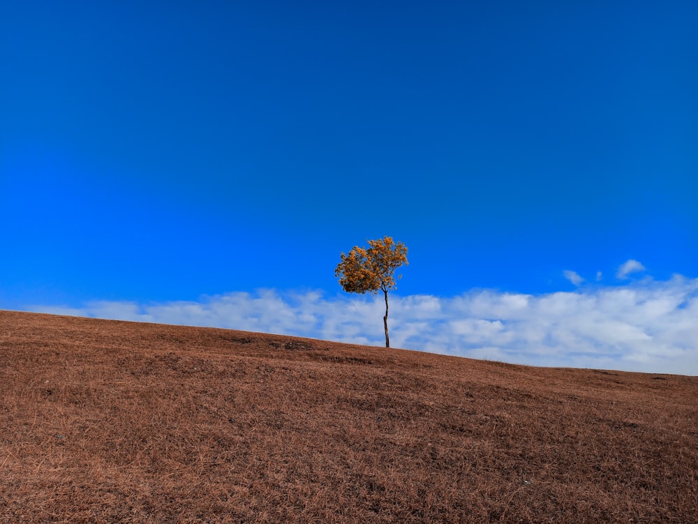 a lone tree on a hill with a blue sky in the background