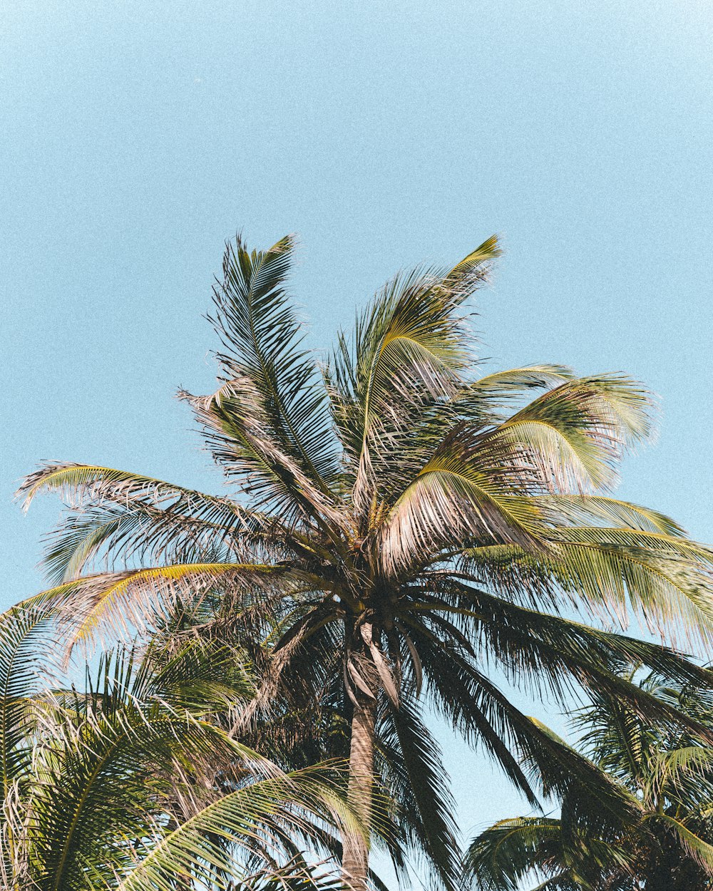 a palm tree with a blue sky in the background