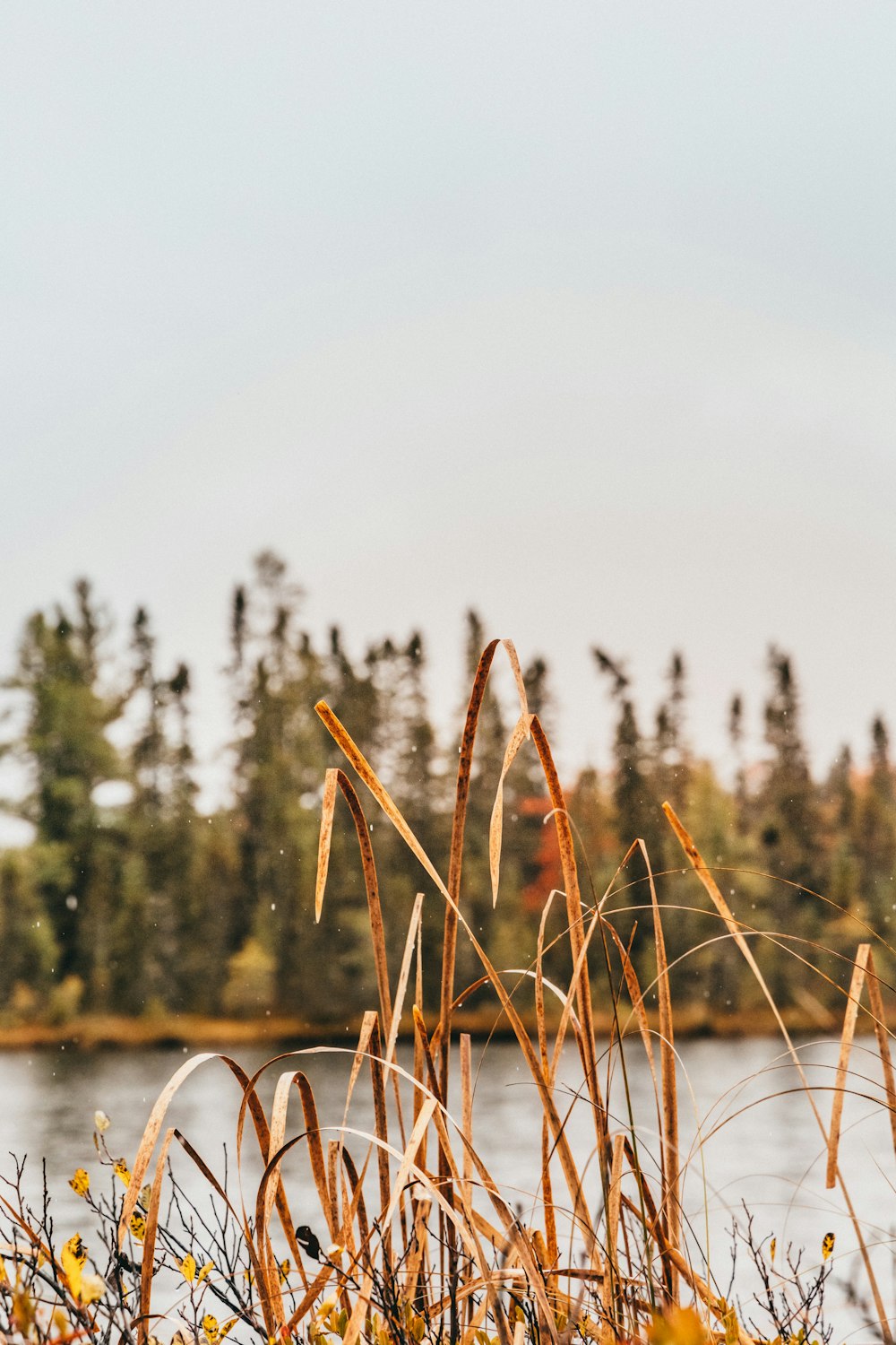 a view of a body of water with trees in the background