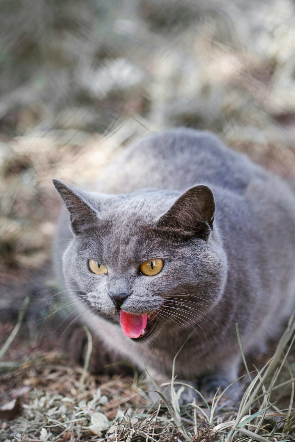 um gato cinzento com a boca aberta sentado na grama