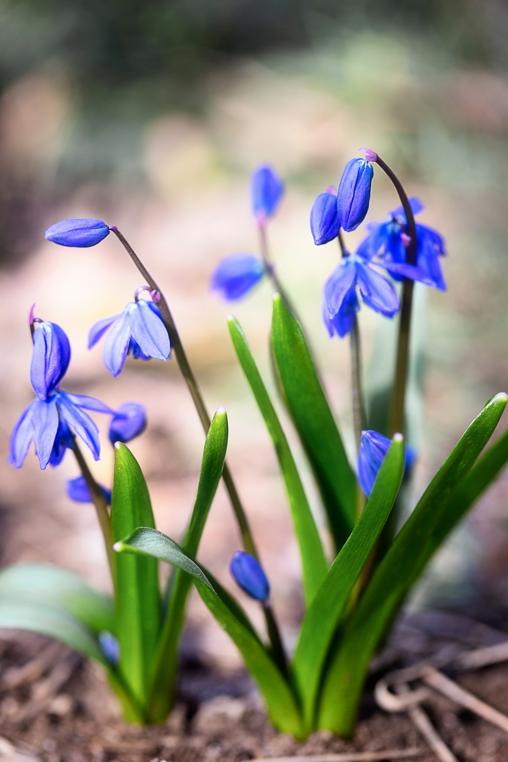 a group of blue flowers growing out of the ground