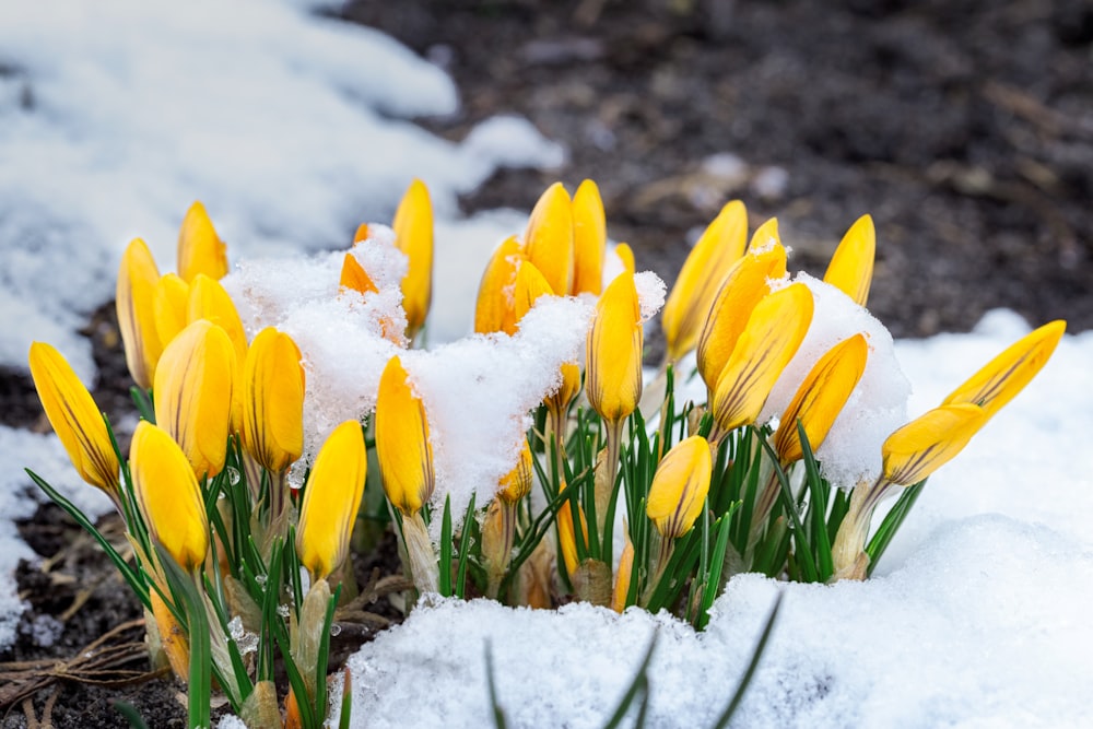 Un bouquet de fleurs jaunes dans la neige