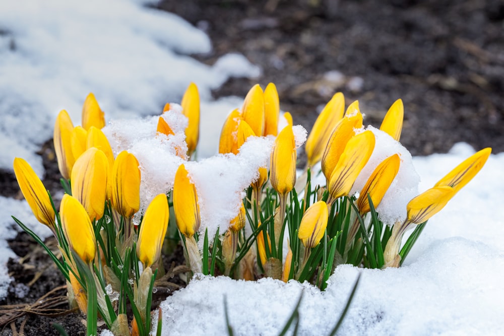 a bunch of yellow flowers in the snow
