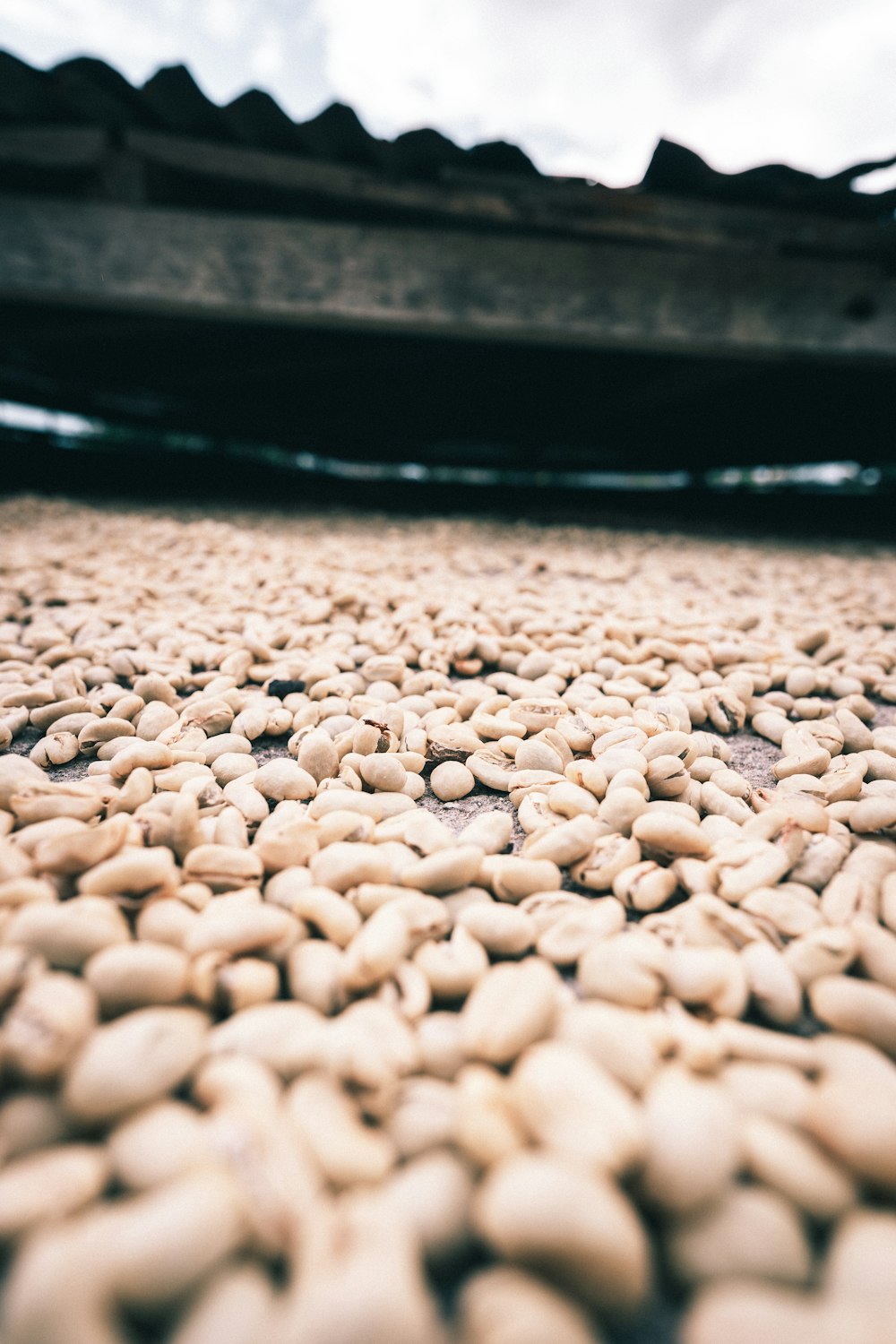 a bunch of beans that are on the ground