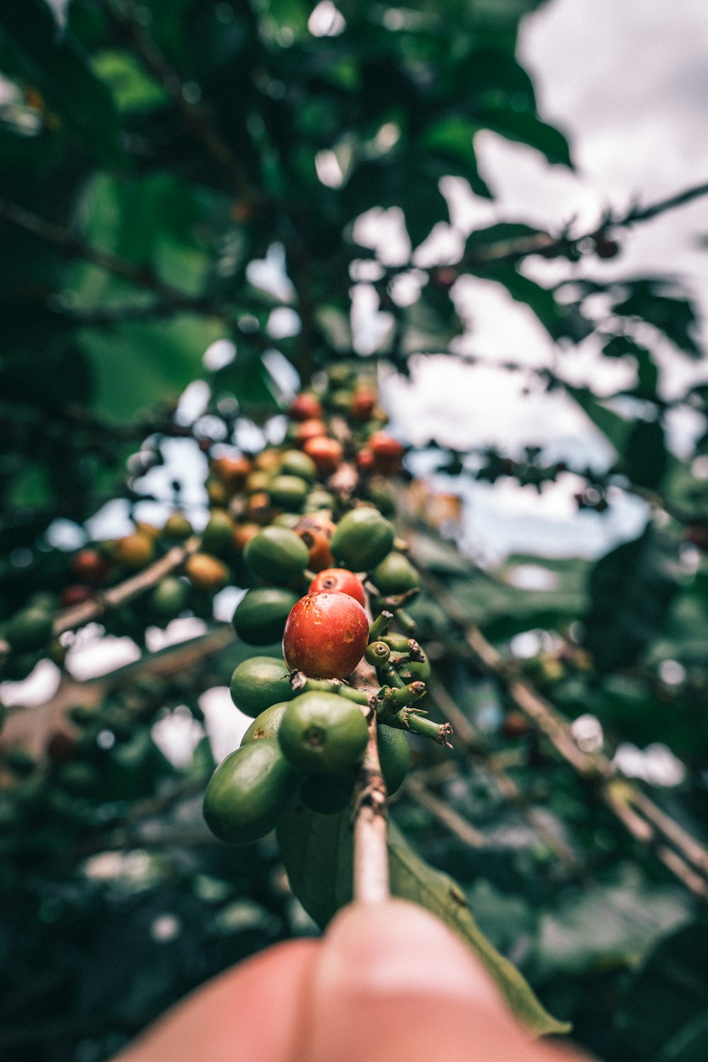 a hand holding a branch with fruit on it