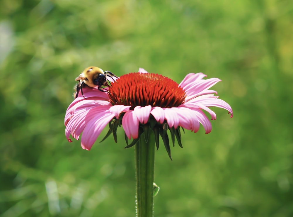 a bee sitting on top of a pink flower