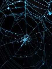 A dynamic web page design featuring red and blue spider web patterns.
