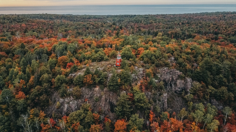 a person standing on top of a cliff surrounded by trees