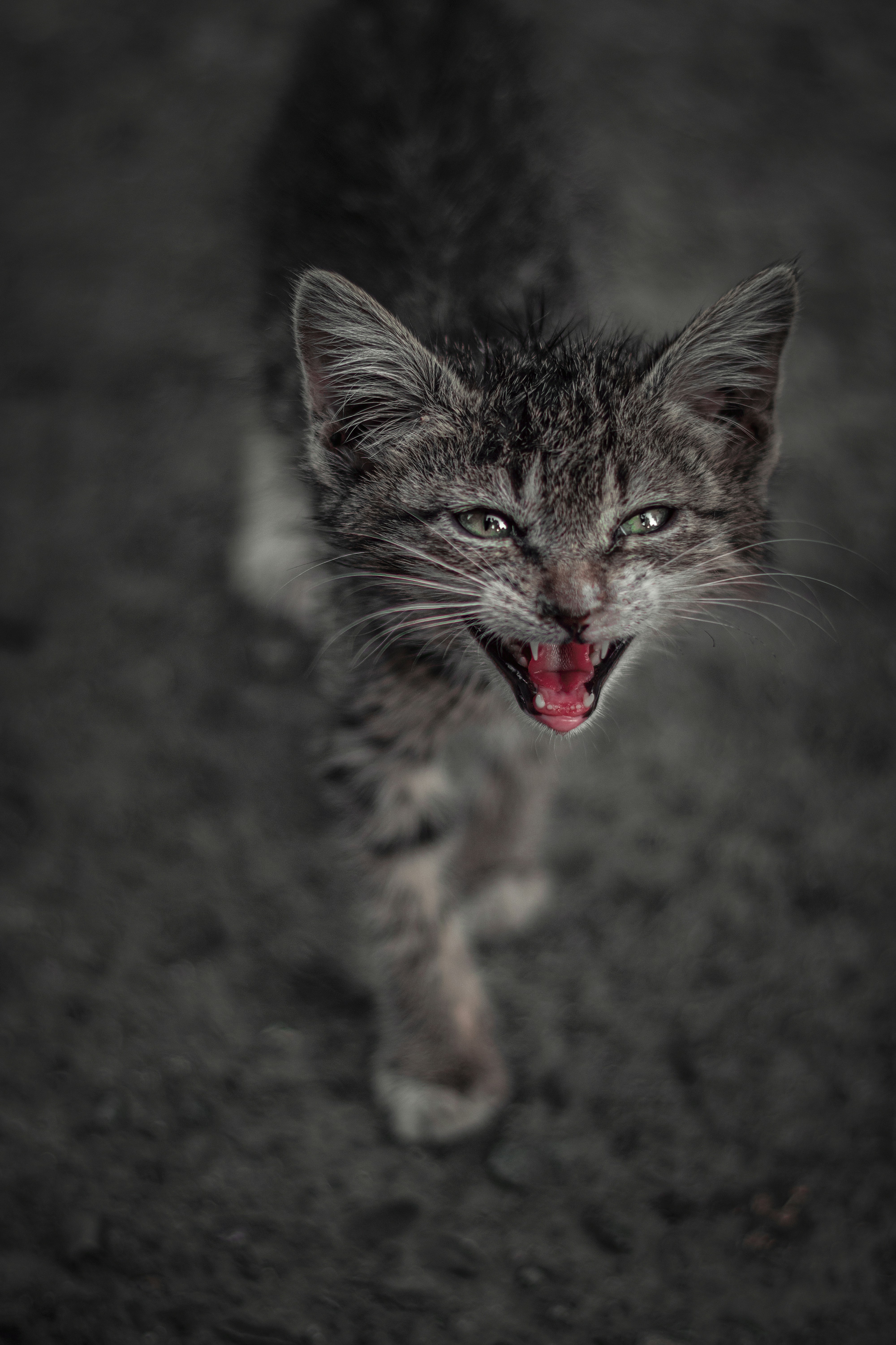 Tackling Aggression and Setbacks (image credits: unsplash)