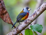 Close-up of a colorful bird perched on a branch in the Rio Celeste area.