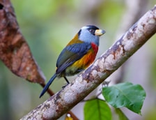 Close-up of a colorful bird perched on a branch in the Rio Celeste area.