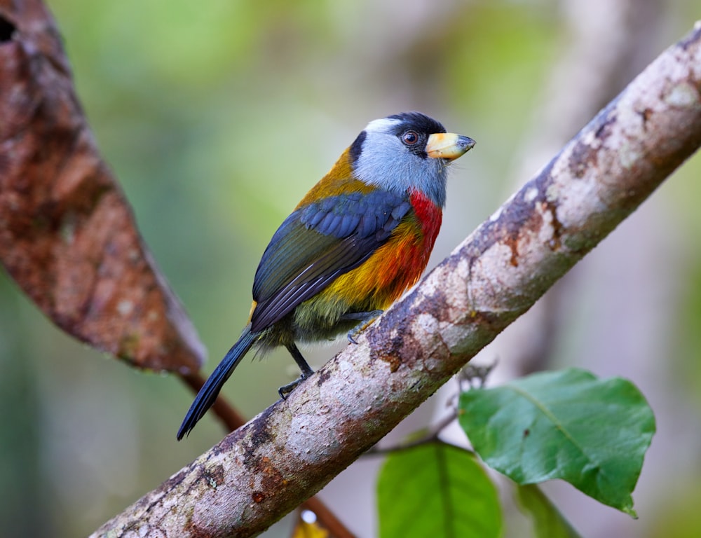 Ein bunter Vogel sitzt auf einem Ast