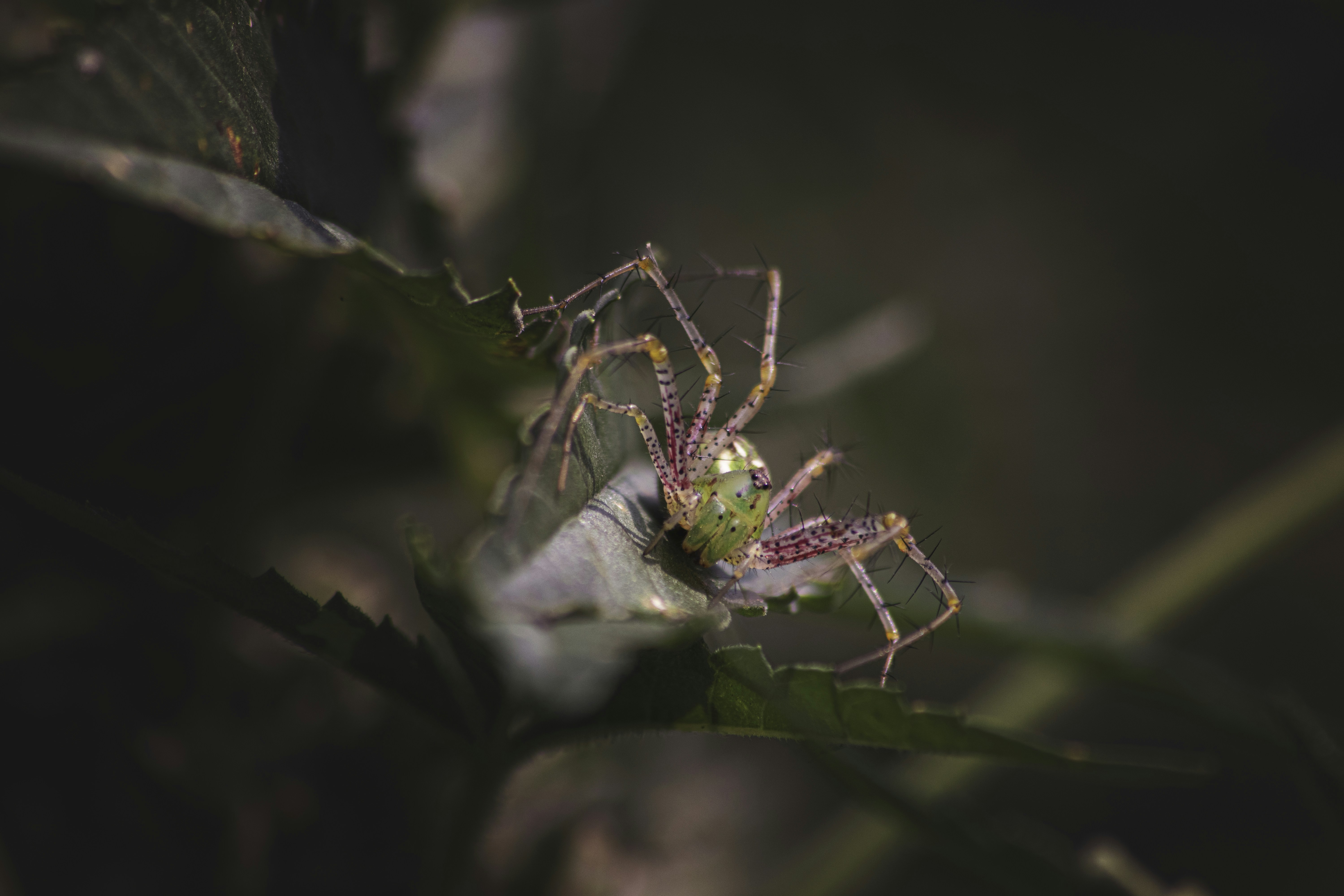 Photo by eiranova13