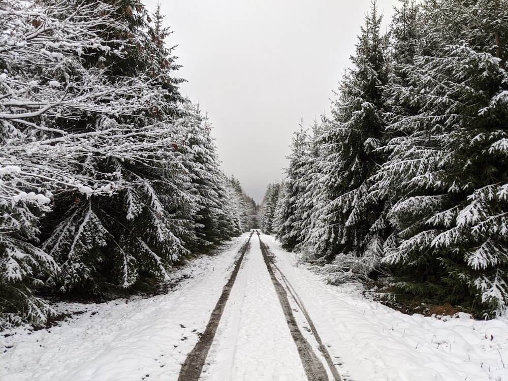 uma estrada coberta de neve rodeada por pinheiros