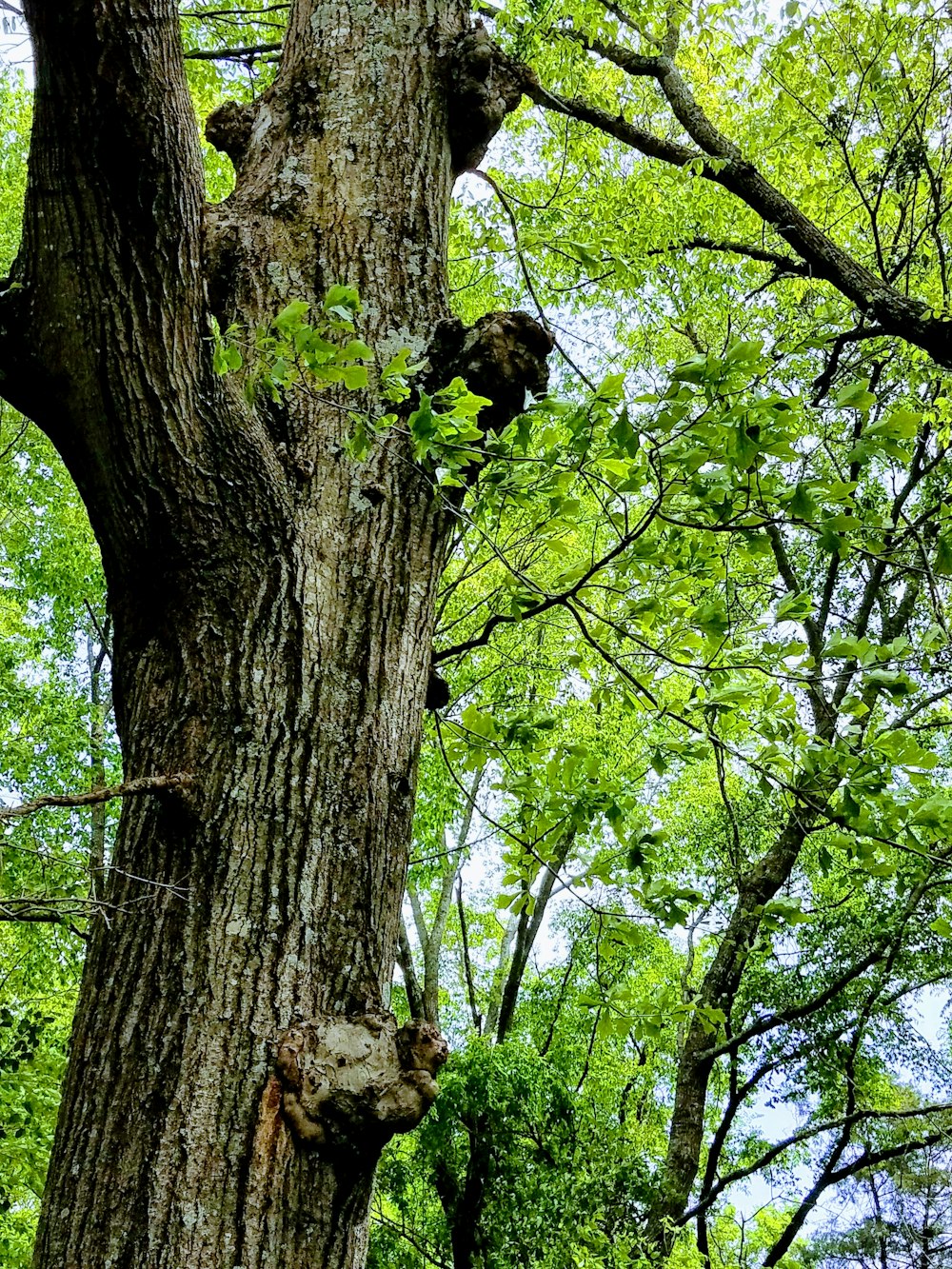 a bear climbing up the side of a tree