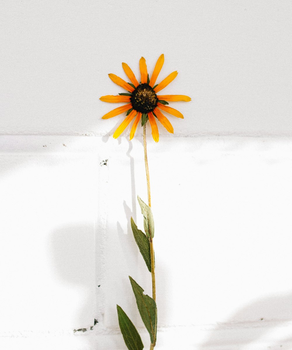 a single yellow flower sitting on top of a white wall