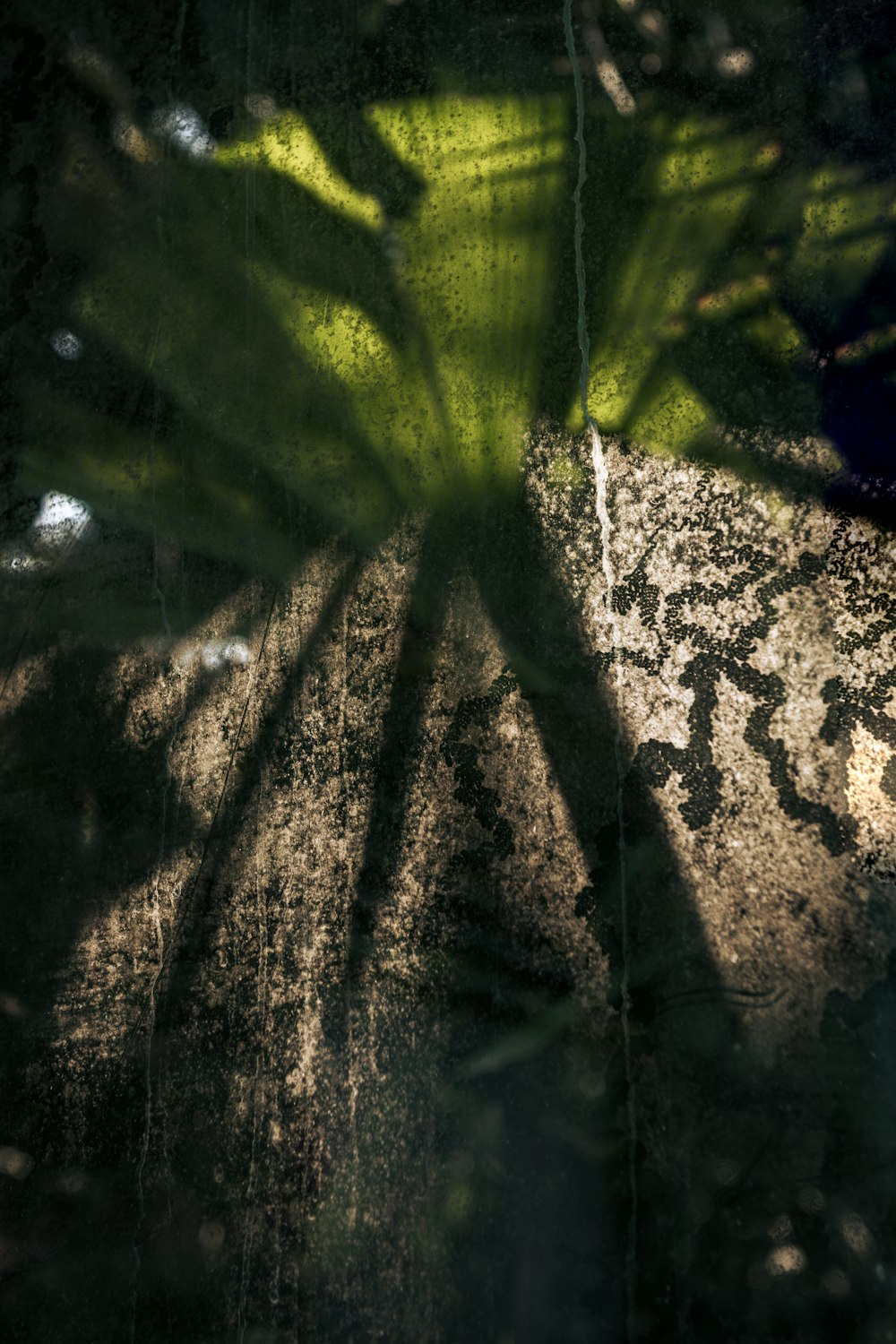 a shadow of a plant on a table