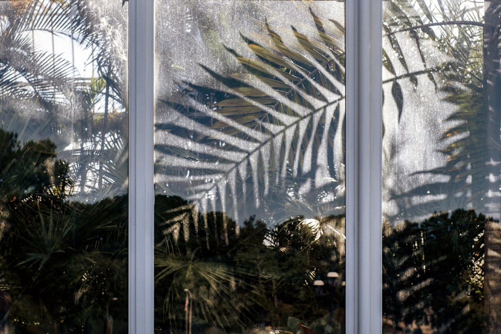 ein Fenster mit einer Reflexion eines Blattes darauf