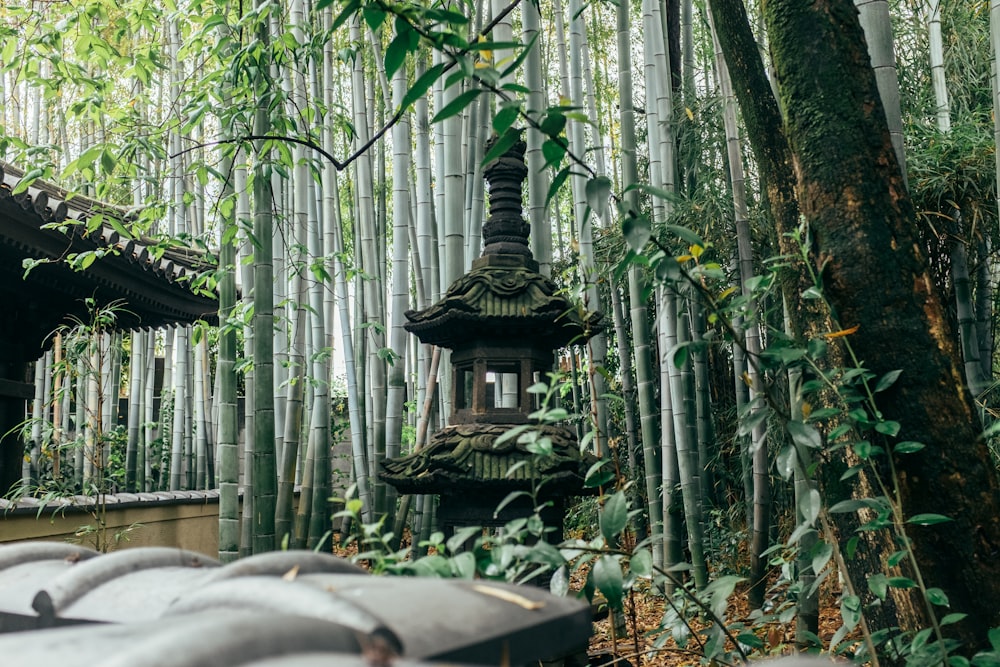 a bamboo forest filled with lots of trees