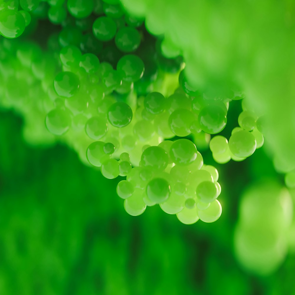 a close up of a bunch of green grapes
