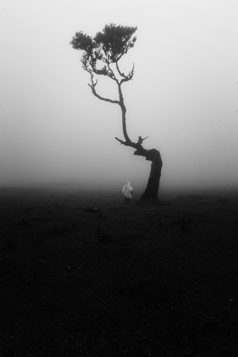 a lone tree in the middle of a foggy field