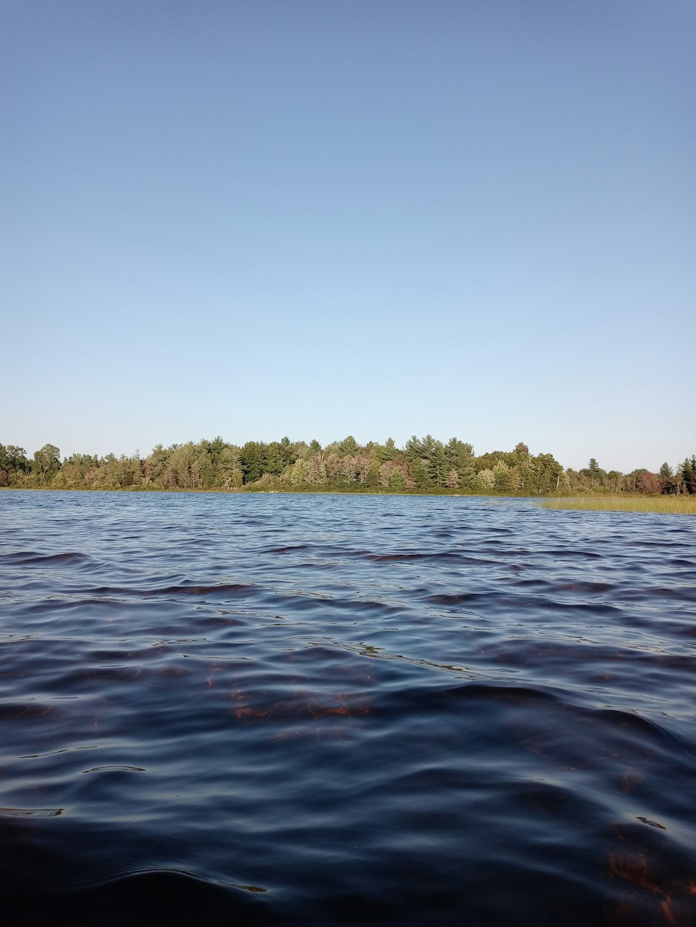 a body of water with trees in the background