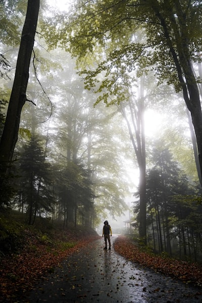 Person standing alone in a misty forest