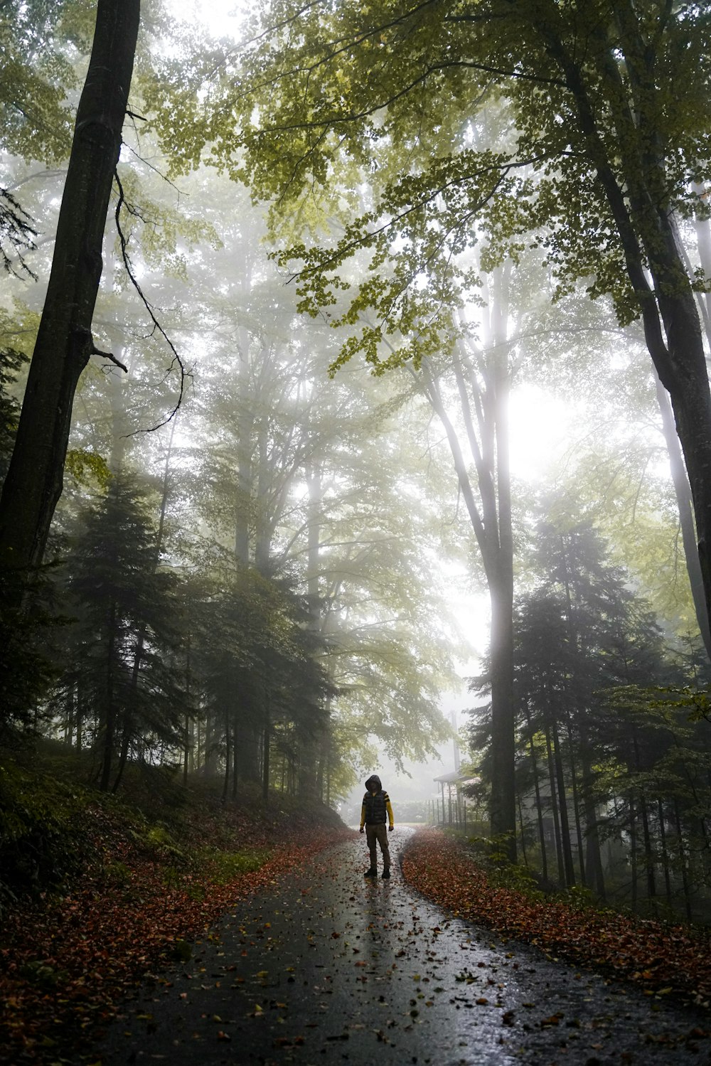 a person walking down a path in the woods